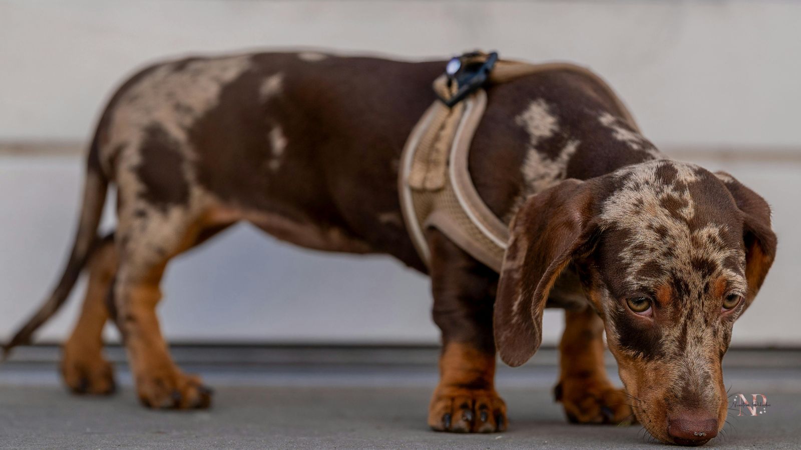 perro salchicha de colores