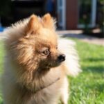 pomerania adulto