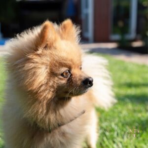 pomerania adulto