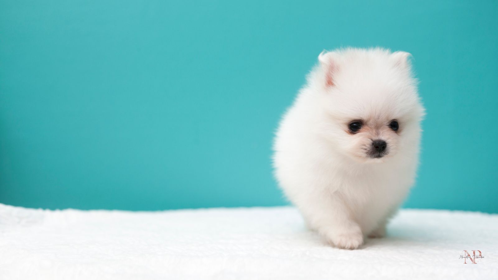 pomerania chino