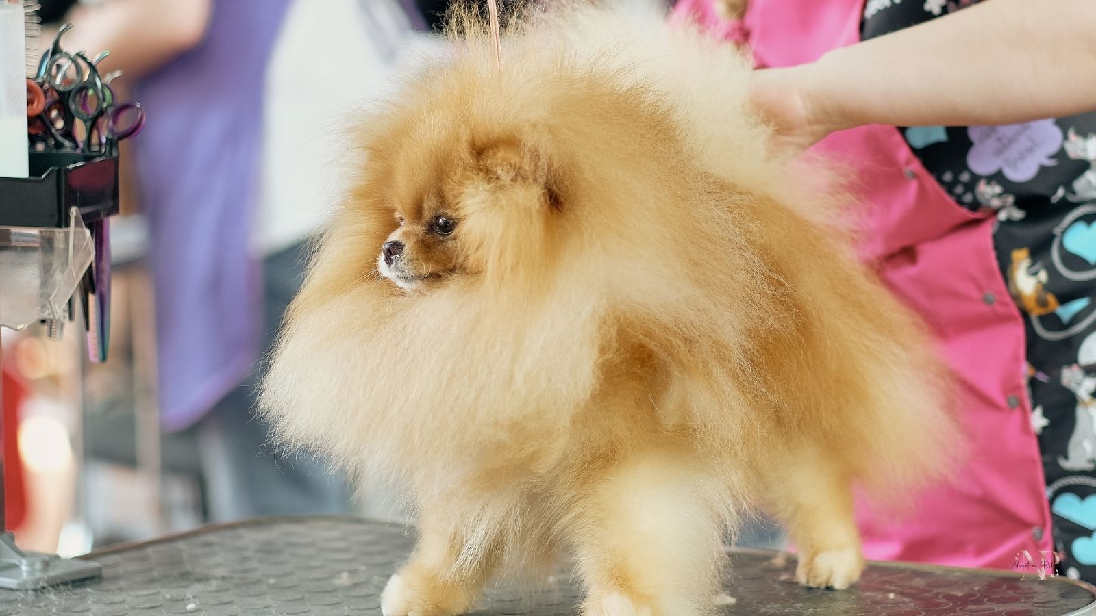 pomerania cortar pelo