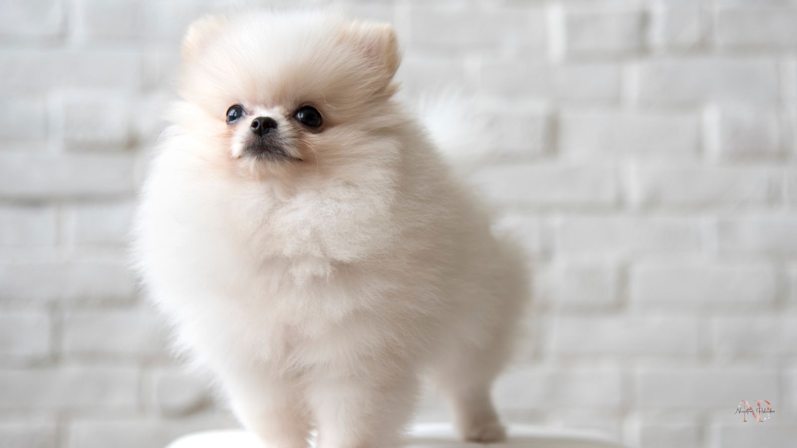 pomerania linea chiao li ya