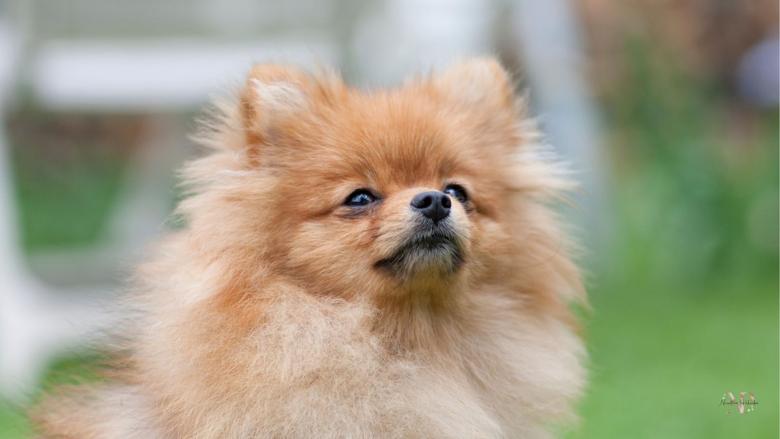 pomerania spitz aleman