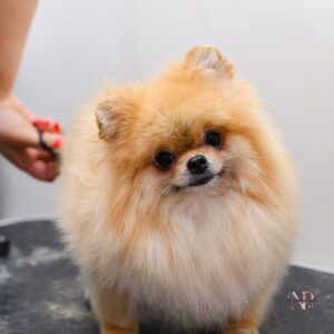 se le puede cortar el pelo a un pomerania