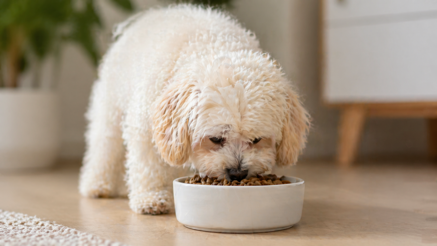 alimentacion maltipoo