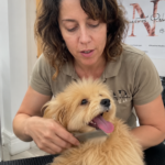 cuidados del maltipoo