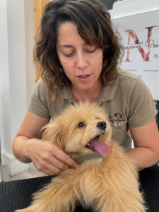 cuidados del maltipoo