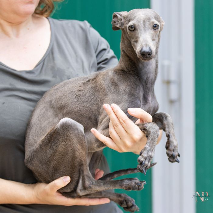 cachorro lebrel italiano nuestros peludos cachorro lebrel italiano nuestros peludos