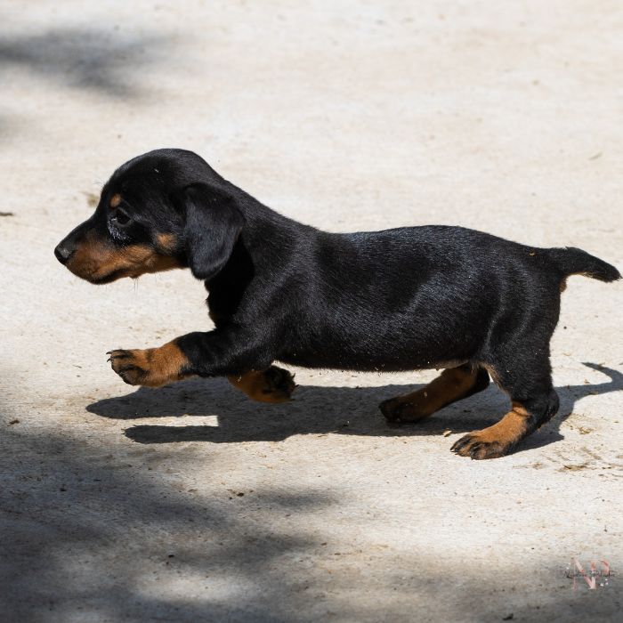 cachorro tecke lnuestros peludos cachorro tecke lnuestros peludos