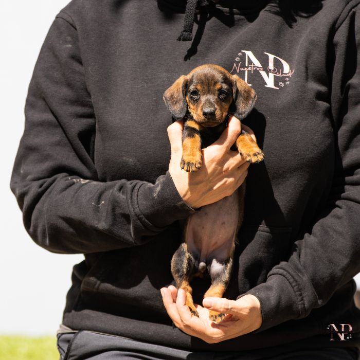 cachorro teckel 1 cachorro teckel 1