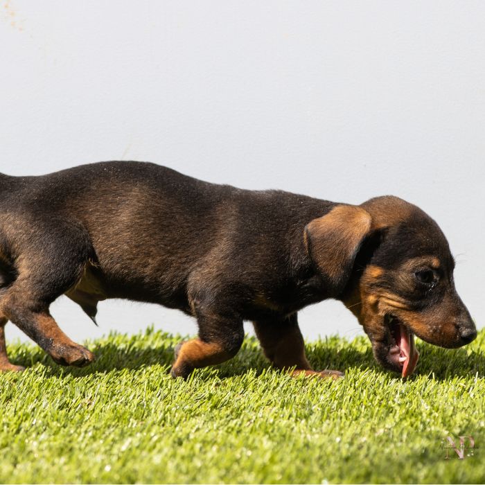 cachorro teckel 29