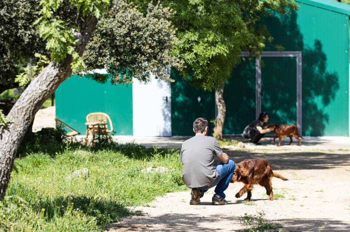 centro de crianza de perros y gatos