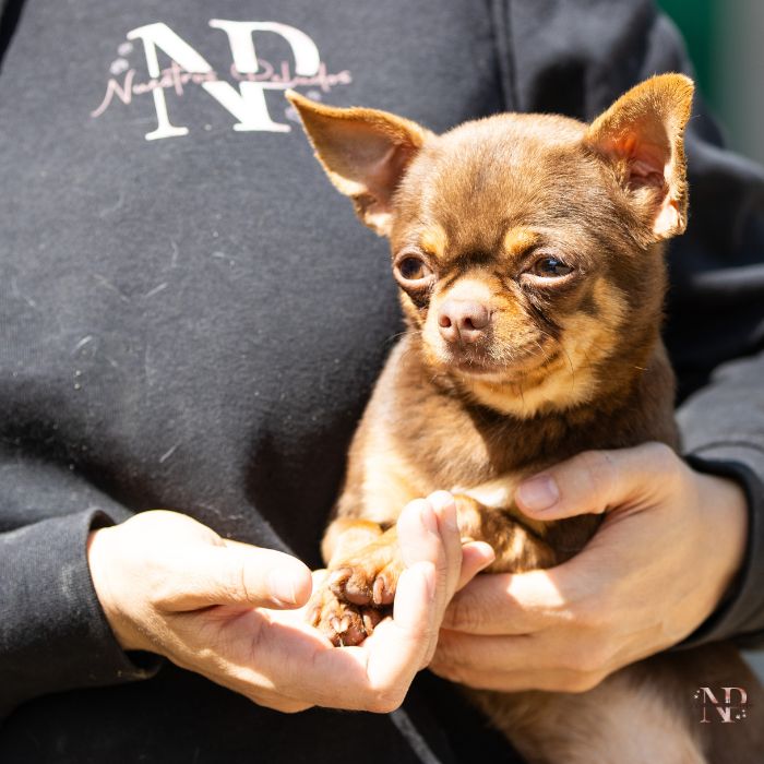 comprar cachorro chihuahua