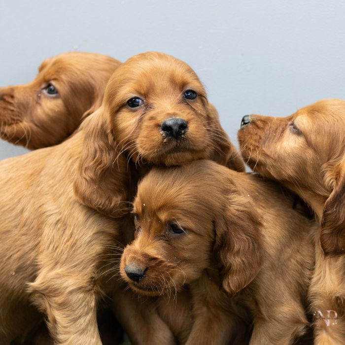 criador setter irlandes