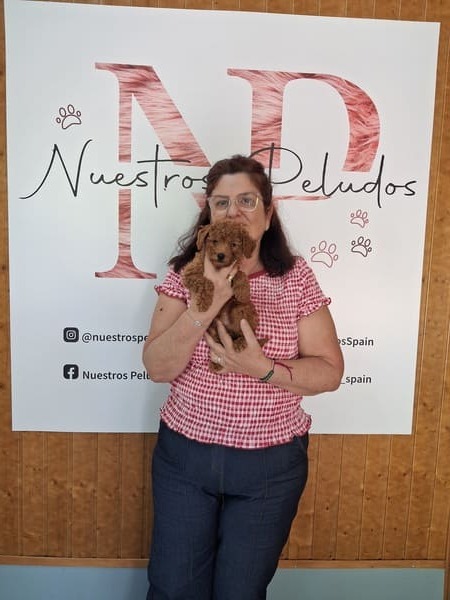 entrega cachorro nueva familia