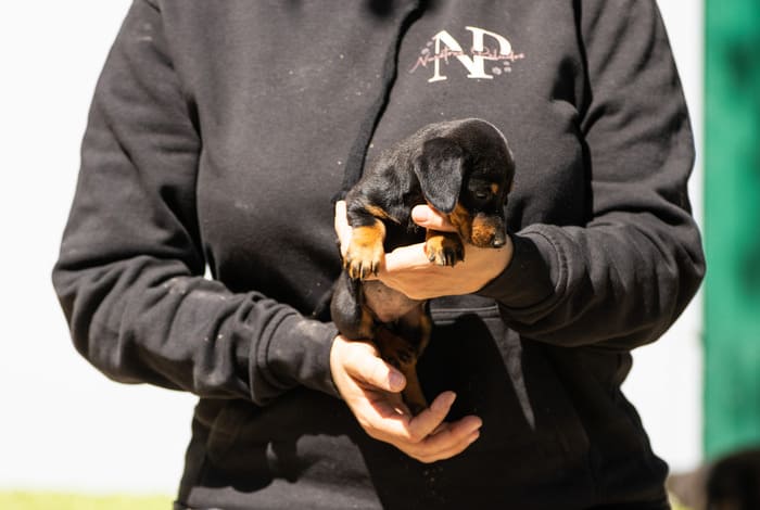 entregas de perros
