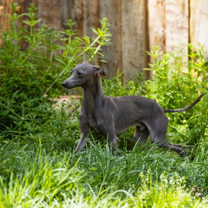 lebreles cachorros nuestros peludos lebreles cachorros nuestros peludos