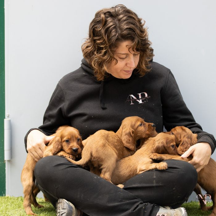 setter irlandes nuestros peludos