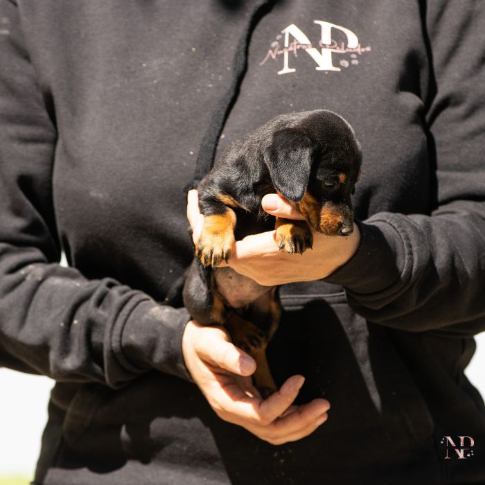 teckel cachorro nuestros peludos