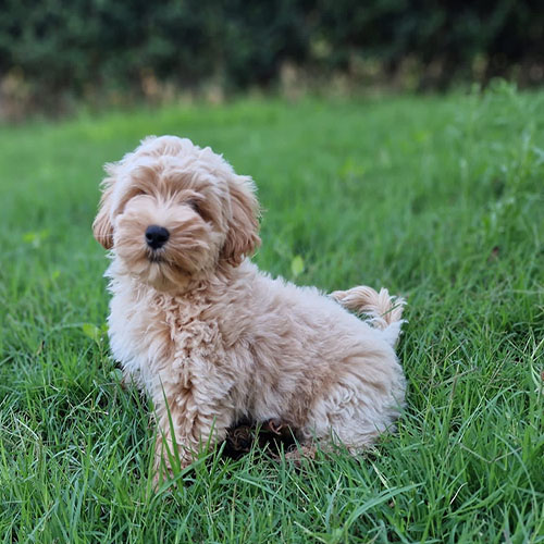 Maltidoodle.
