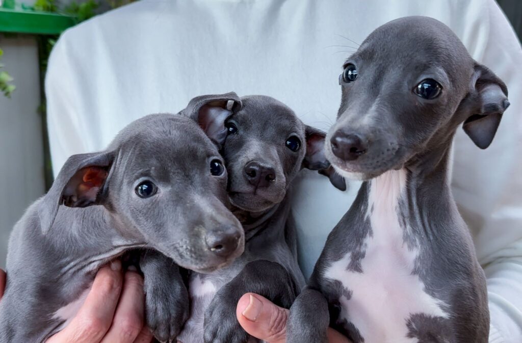 lebrel cachorros lebrel cachorros