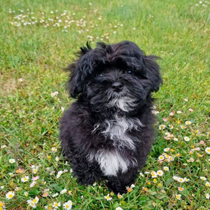 cachorros Maltipoo en venta