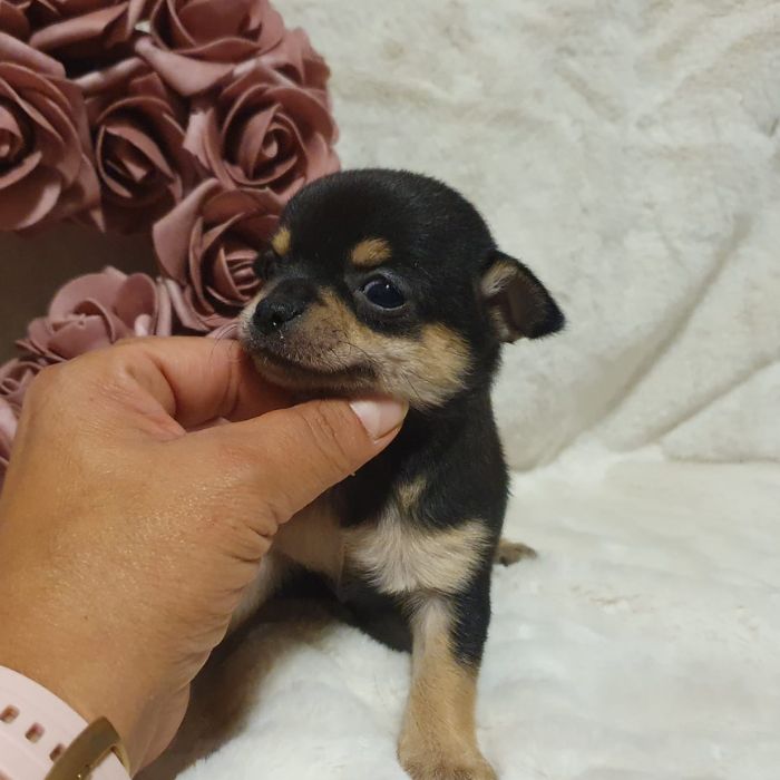 chihuahua