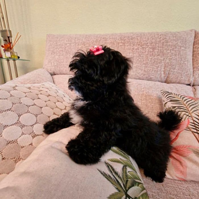 comprar un maltipoo
