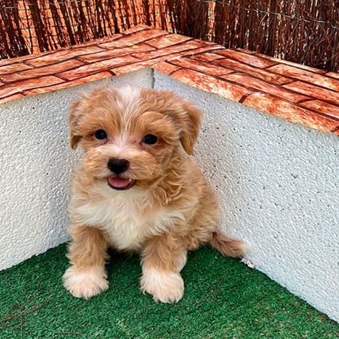 criadero de Maltipoo