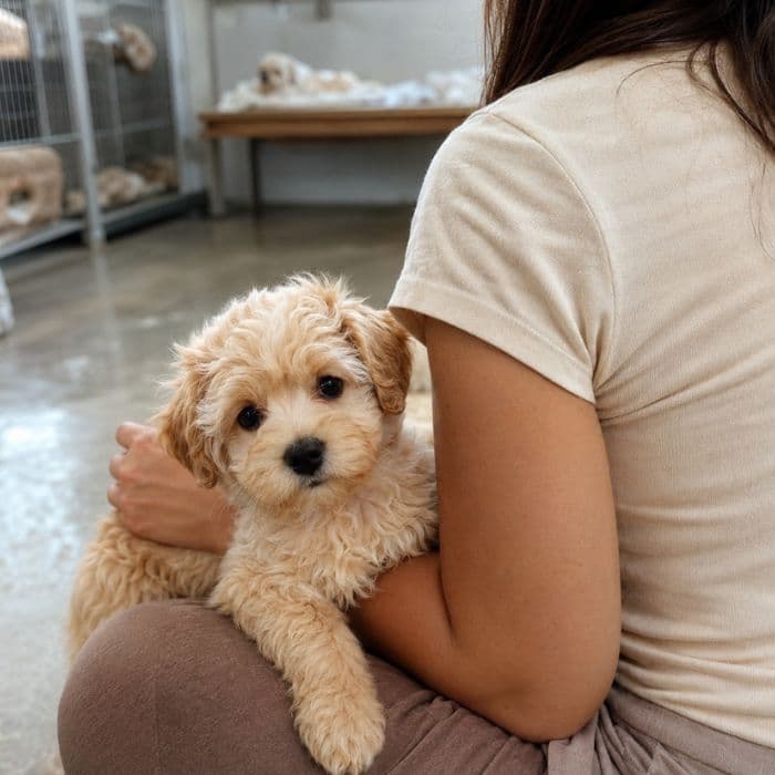 criaderos de Maltipoo en España