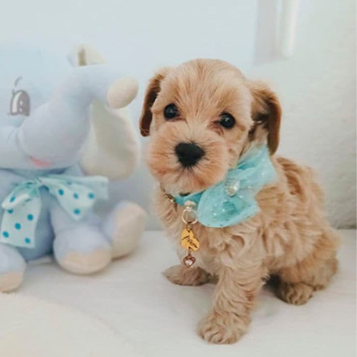 maltipoo precio