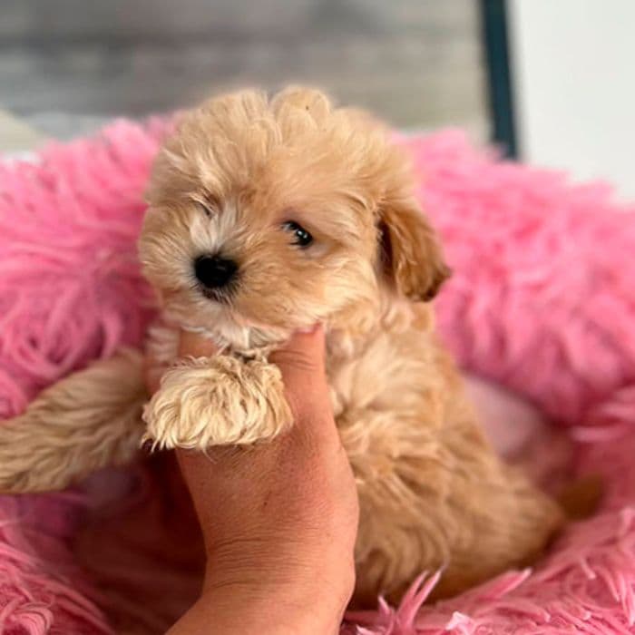 precio de un Maltipoo