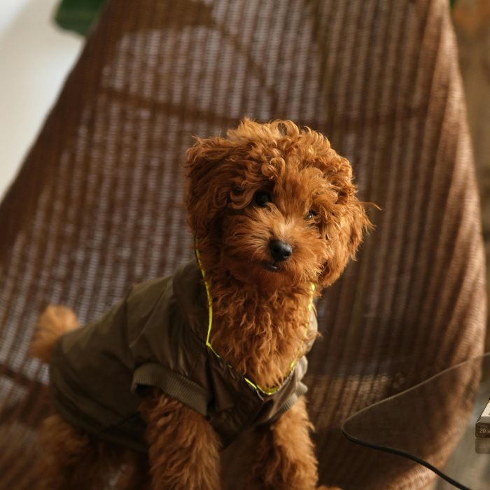 Cachorros caniche enano