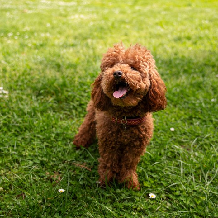 cachorro caniche toy en venta