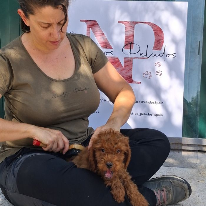 cachorros caniche toy