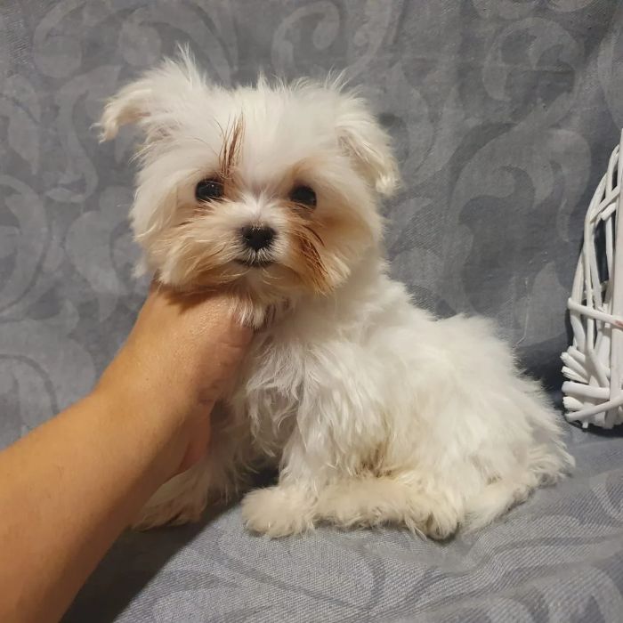 bichon maltes a la venta