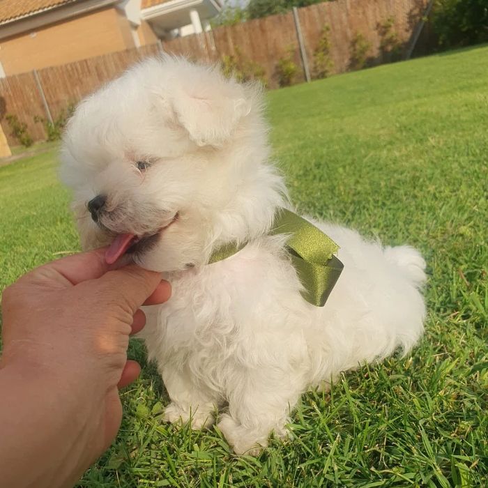 bichon maltes donde comprar
