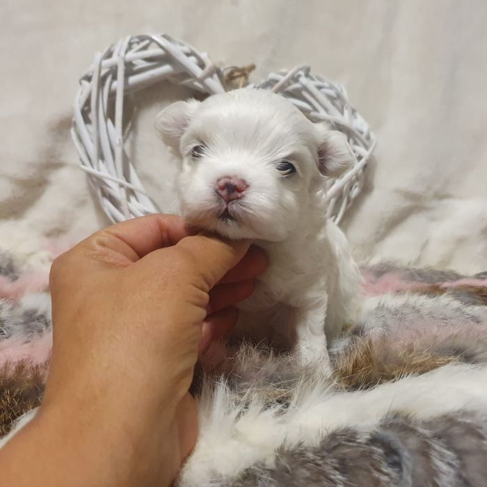 cachorro bichon maltes toy