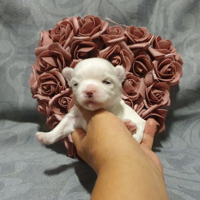 cachorro bichon maltes