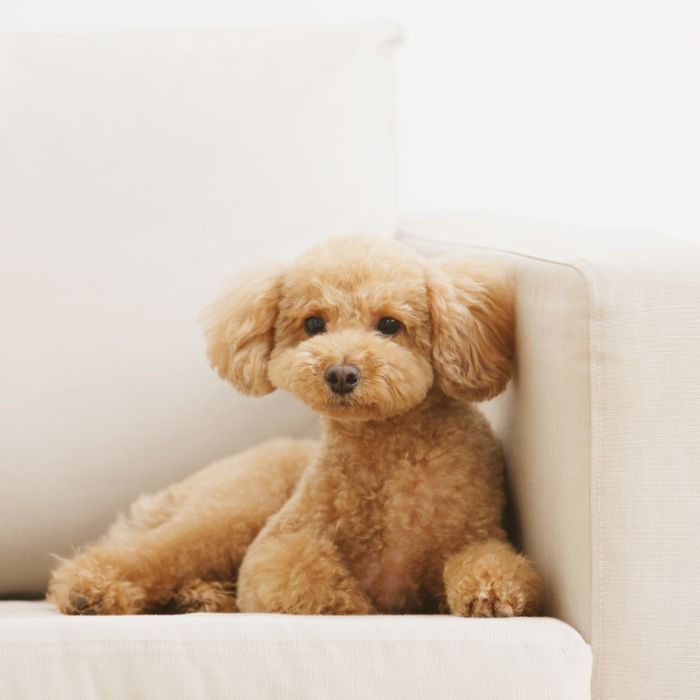 cachorro caniche enano