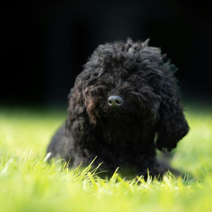 cachorro caniche toy