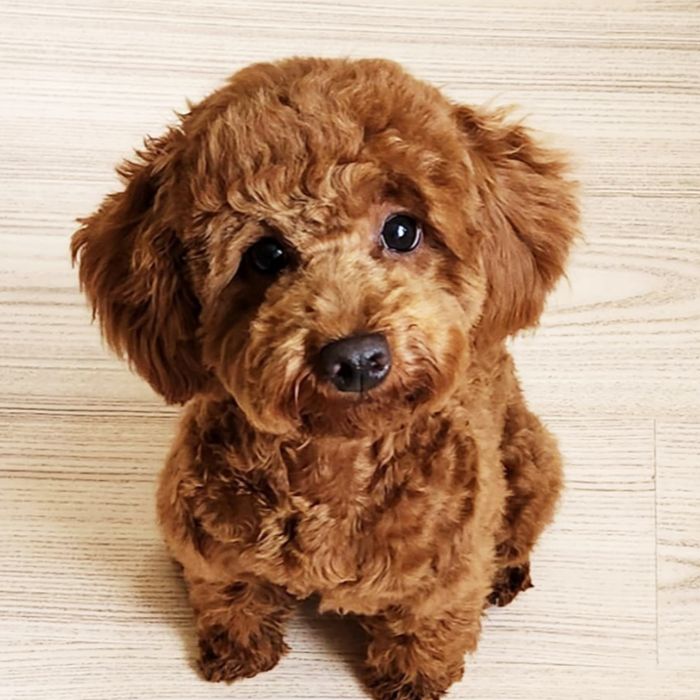 cachorro caniche