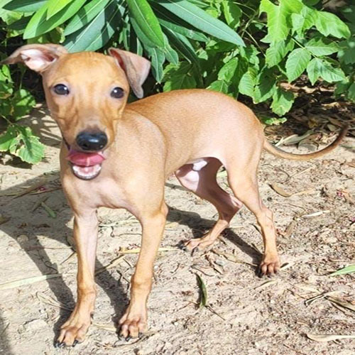 cachorro de galgo italiano