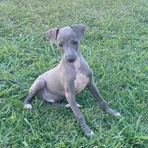 cachorro lebrel italiano
