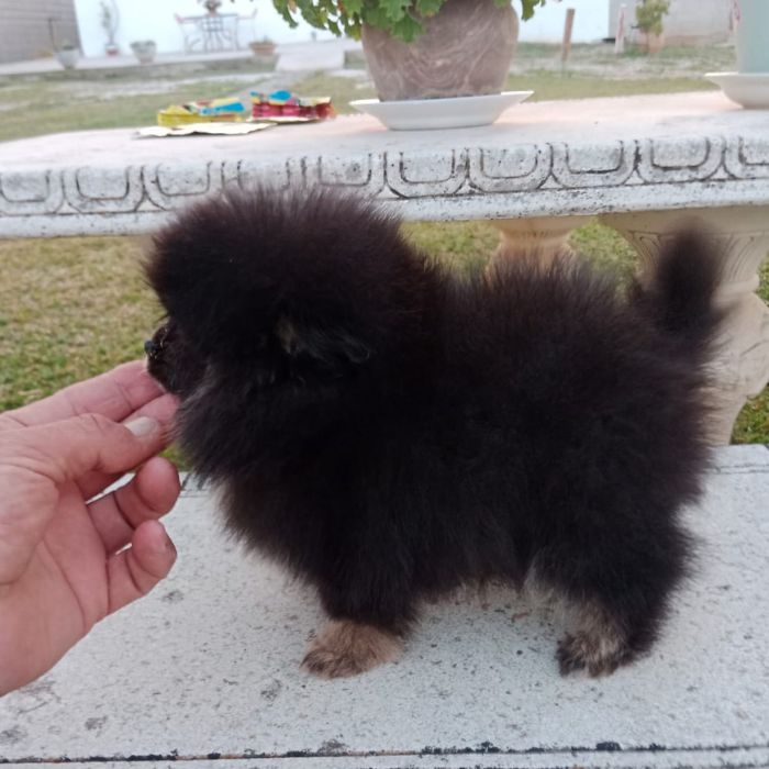 cachorro pomerania