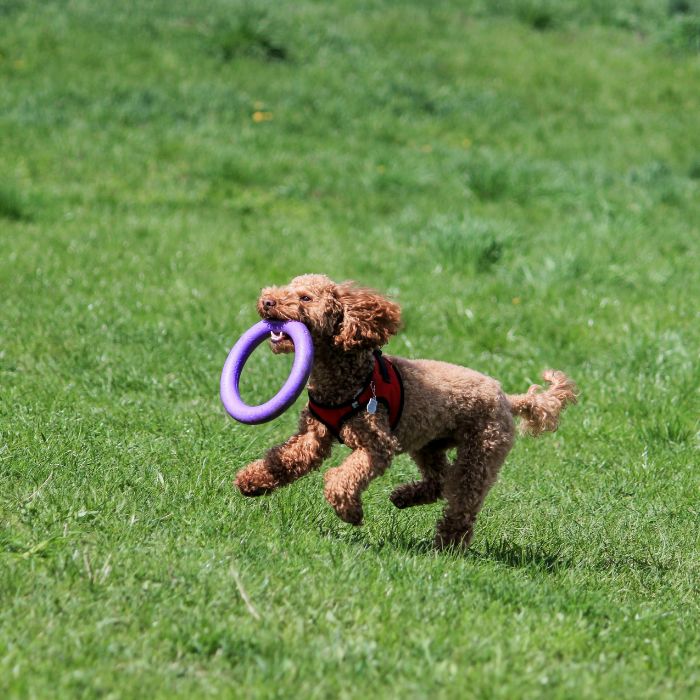 cachorros caniche