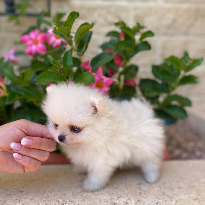 cachorros pomerania