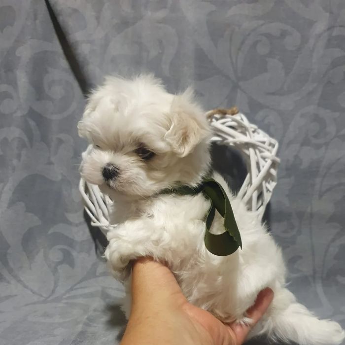 comprar bichon maltes toy