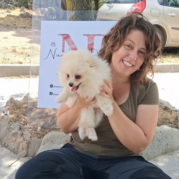 comprar perro pomerania