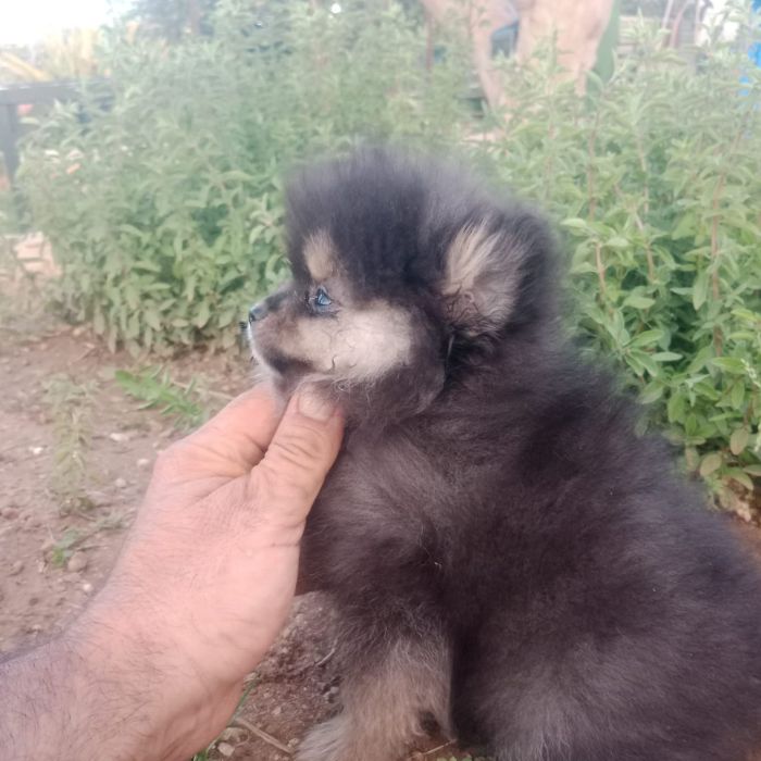comprar pomerania toy